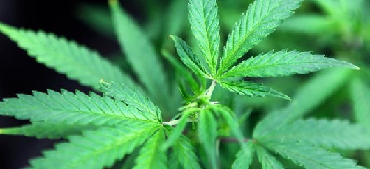 Les vertus de la Cocaïne