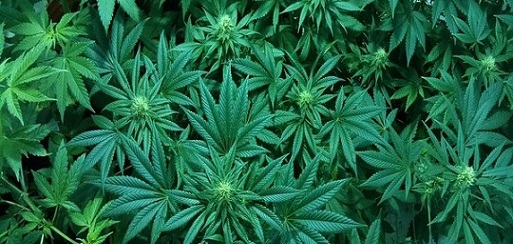 L’HERBE QUI « RAJEUNI LE CERVEAU ET AMÉLIORE LA MÉMOIRE »