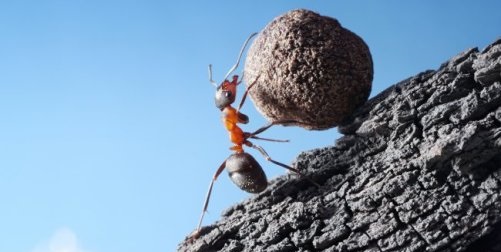 L’AMOUR DU TRAVAIL