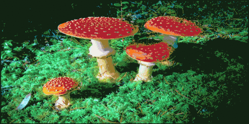 LES CHAMPIGNONS MORTELS