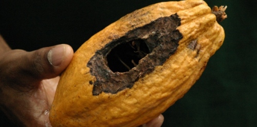 LA CRISE CLIMATIQUE DU CACAO