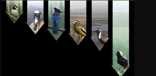 LE DÉCLINS DES OISEAUX